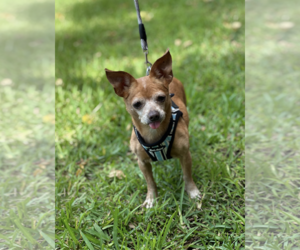 Chiweenie Dogs for adoption in Weston, FL, USA