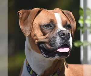 Boxer Dogs for adoption in Alameda, CA, USA