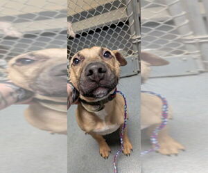 American Pit Bull Terrier-Black Mouth Cur Mix Dogs for adoption in Glen Allen, VA, USA
