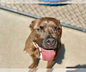 Mutt Dogs for adoption in Tulsa, OK, USA