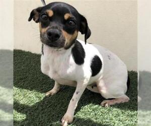 Chihuahua Dogs for adoption in Visalia, CA, USA