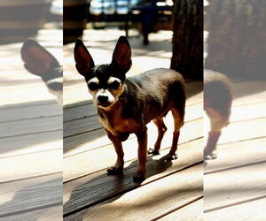 Chihuahua-Unknown Mix Dogs for adoption in Euless, TX, USA