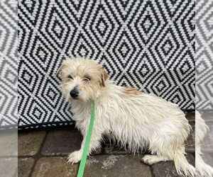 Maltese-Unknown Mix Dogs for adoption in Chico, CA, USA