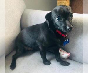Chiweenie Dogs for adoption in Grosse pointe, MI, USA