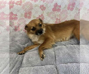 Pomeranian-Unknown Mix Dogs for adoption in Osgood, IN, USA