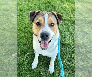 Labrador Retriever-Treeing Walker Coonhound Mix Dogs for adoption in Sacramento, CA, USA