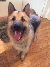 German Shepherd Dog Dogs for adoption in VACAVILLE, CA, USA
