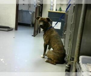 American Pit Bull Terrier Dogs for adoption in Fayetteville, NC, USA