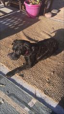 Mastador Dogs for adoption in Goodyear, AZ, USA