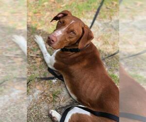German Pinscher Dogs for adoption in Oakhurst, NJ, USA