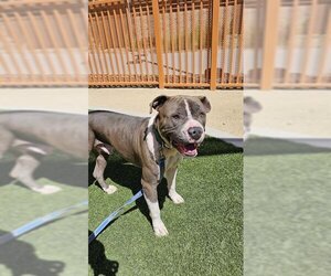 American Pit Bull Terrier-Unknown Mix Dogs for adoption in Las Vegas, NV, USA