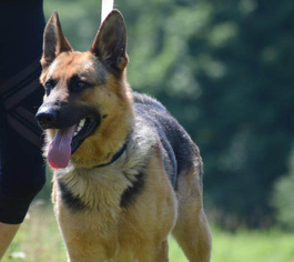 German Shepherd Dog Dogs for adoption in Park Falls, WI, USA