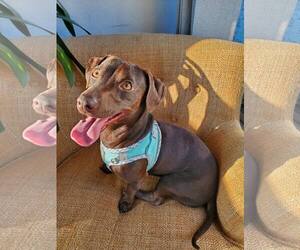 Dachshund-Unknown Mix Dogs for adoption in Minneapolis, MN, USA