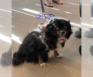 Pekingese-Unknown Mix Dogs for adoption in Rancho Cucamonga, CA, USA