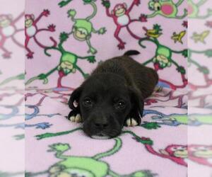 Beabull Dogs for adoption in Morton Grove, IL, USA