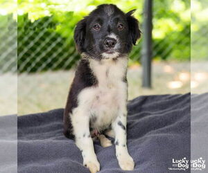 Border Collie-Unknown Mix Dogs for adoption in Washington, DC, USA