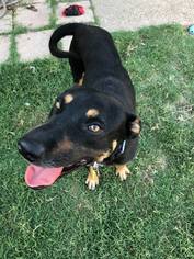 Small Labrador Retriever Mix