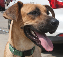 Black Mouth Cur-German Shepherd Dog Mix Dogs for adoption in Dallas, TX, USA