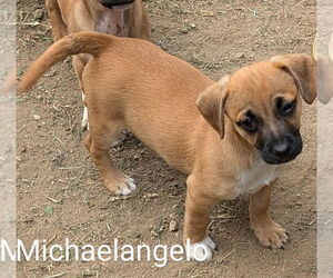 Mutt Dogs for adoption in San Bernardino, CA, USA