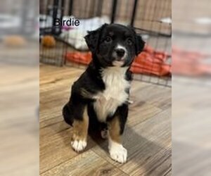 Australian Shepherd-Spaniel Mix Dogs for adoption in Mechanicsburg, PA, USA