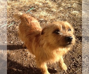 Cairn Terrier Dogs for adoption in Rye, NH, USA