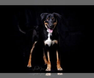 Mutt Dogs for adoption in Pryor, OK, USA
