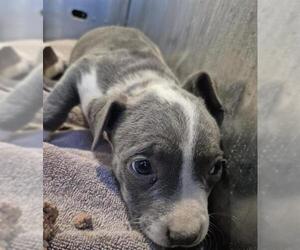 American Staffordshire Terrier-Unknown Mix Dogs for adoption in San Antonio, TX, USA