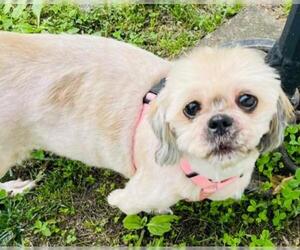 Shih Tzu Dogs for adoption in springfield, VA, USA
