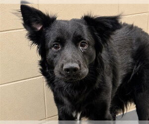 Border Collie-Unknown Mix Dogs for adoption in Anchorage, AK, USA