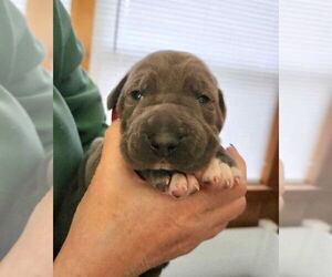 Great Dane Dogs for adoption in Bullard, TX, USA