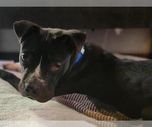 Mutt Dogs for adoption in Las Vegas, NV, USA