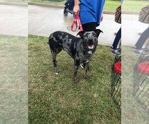 Catahoula Leopard Dog-Unknown Mix Dogs for adoption in Lindale , TX, USA