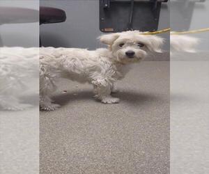 Maltese-Unknown Mix Dogs for adoption in Las Vegas, NV, USA