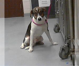Treeing Walker Coonhound-Unknown Mix Dogs for adoption in Fayetteville, NC, USA