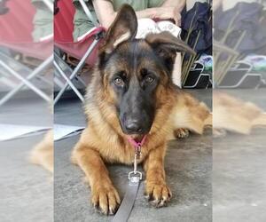 German Shepherd Dog Dogs for adoption in Gretna, NE, USA