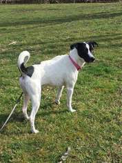 Lab-Pointer Dogs for adoption in Wilmington, DE, USA