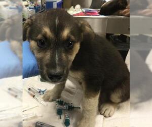 German Shepherd Dog-Unknown Mix Dogs for adoption in Riverside, CA, USA