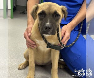 Retriever -Unknown Mix Dogs for adoption in Washington, DC, USA