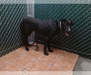 Shepradors Dogs for adoption in Downey, CA, USA