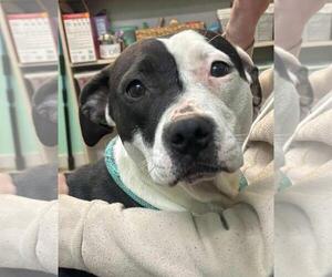 American Pit Bull Terrier-Labrador Retriever Mix Dogs for adoption in Oakhurst, NJ, USA