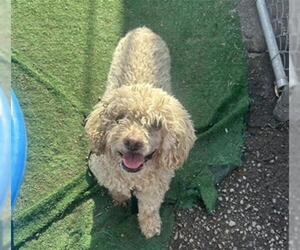 Poodle (Miniature) Dogs for adoption in Redlands, CA, USA