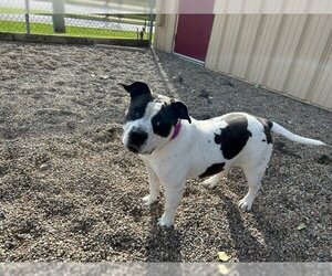 American Bulldog Dogs for adoption in Ames, IA, USA