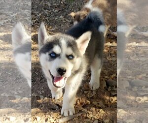 Siberian Husky Dogs for adoption in Peralta, NM, USA