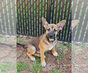 German Shepherd Dog-Unknown Mix Dogs for adoption in Rockaway, NJ, USA