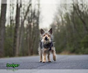 Silky Terrier Dogs for adoption in Mt Carmel, PA, USA