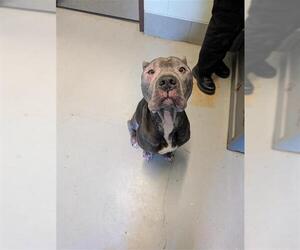 Mutt Dogs for adoption in Corpus Christi, TX, USA