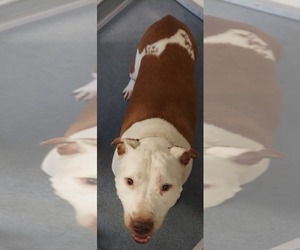 American Staffordshire Terrier Dogs for adoption in Glen Allen, VA, USA