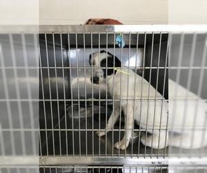 Lab-Pointer Dogs for adoption in San Angelo, TX, USA