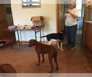 Redbone Coonhound Dogs for adoption in Murphy, NC, USA