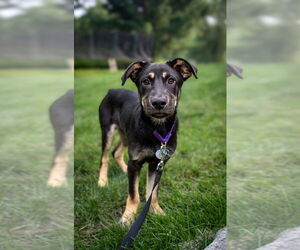 Mutt Dogs for adoption in Plymouth, MN, USA